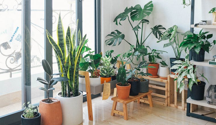 house plants and allergies